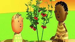 Vegetables- Tomatoes - Episode 250