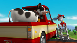 Pups Save a Cow - Episode 603B